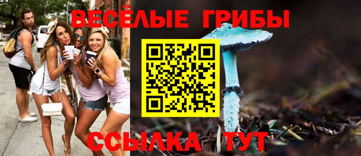 Галлюциногенные грибы Psilocybine cubensis Москва